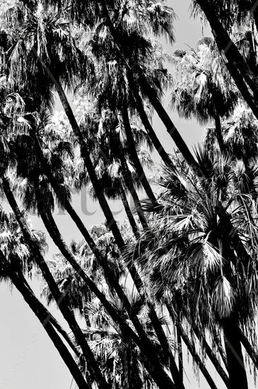 Las palmaras Other Themes Black and White (Digital)