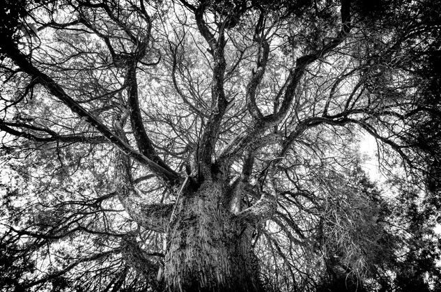 Árbol Naturaleza Blanco y Negro (Digital)