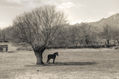 El árbol y el caballo