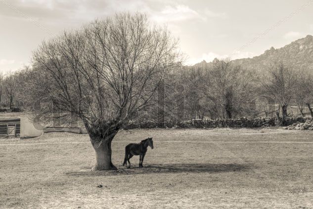 El árbol y el caballo Naturaleza Blanco y Negro (Digital)