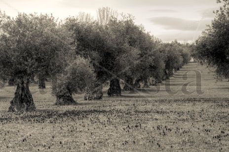 El olivar #2