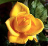 ROSA TEMPRANA