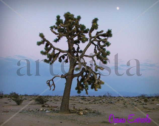 Árbol de Josué 004 { Joshua Tree 004 }