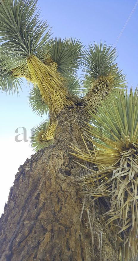 Árbol de Josué 005...