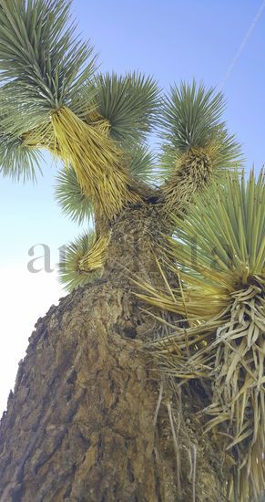 Árbol de Josué 005 { Joshua Tree 005 } Fotoperiodismo y documental Color (Digital)