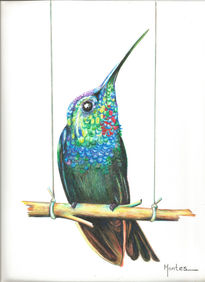 Colibrí