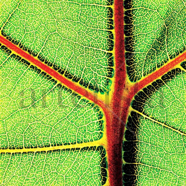 Hoja