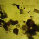 Desordenes thumbnail 1