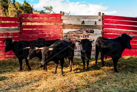 Toros