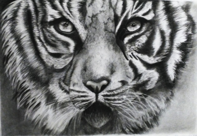 Tigre