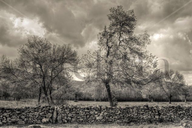 Nubes Nature Black and White (Digital)