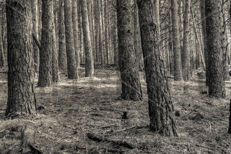 El bosque #6