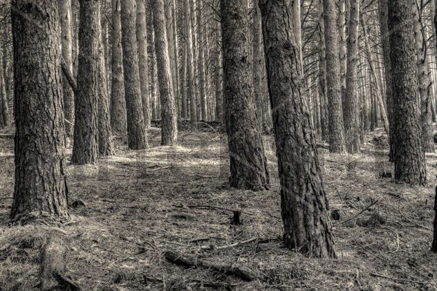 El bosque #6