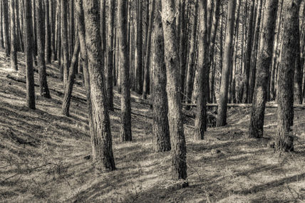 El bosque #7