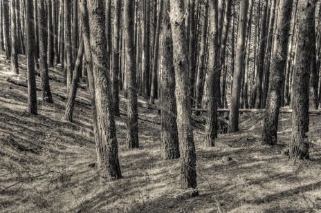 El bosque #7