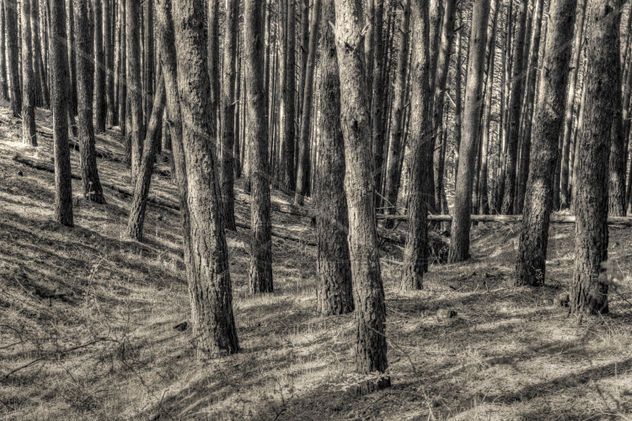 El bosque #7