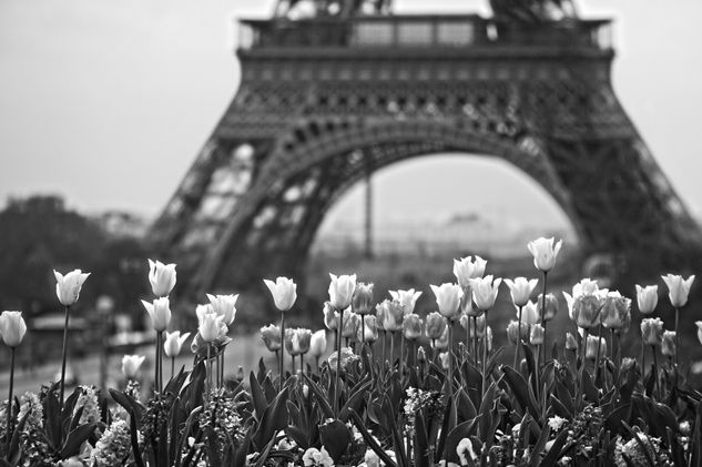 JARDINS DU TROCADERO Travel Black and White (Digital)