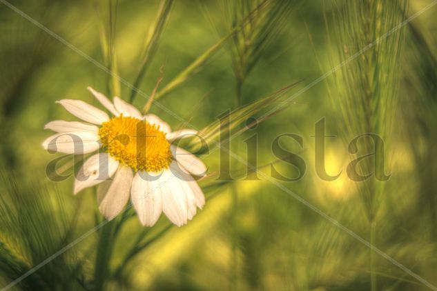 Sad daisy Naturaleza Color (Digital)