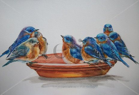 Birds