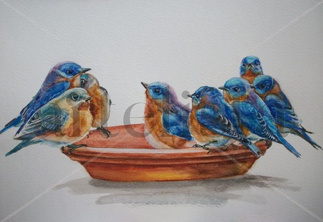 Birds