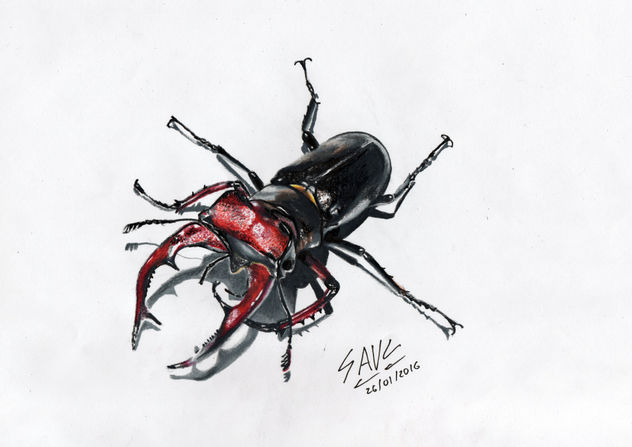 Escarabajo (Lucanus elaphus)