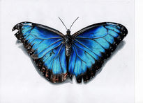 Mariposa morpho