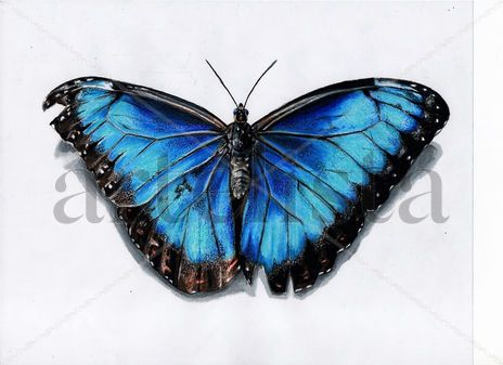 Mariposa morpho