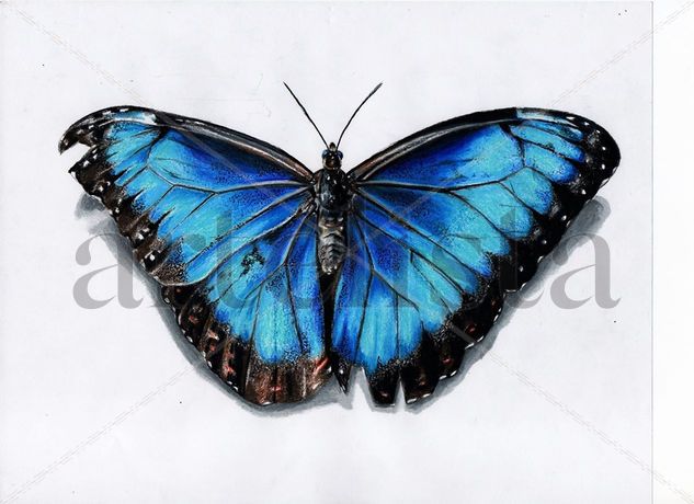 Mariposa morpho Mixed Media