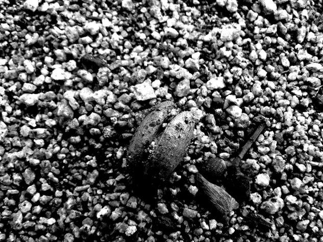 Detalle 1 Naturaleza Blanco y Negro (Digital)