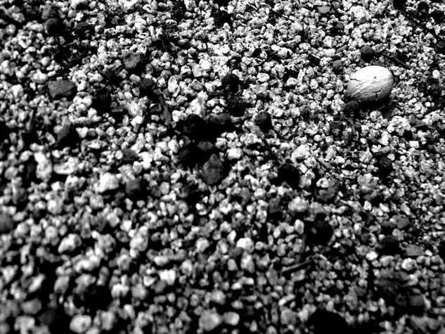 Detalle 2 Naturaleza Blanco y Negro (Digital)