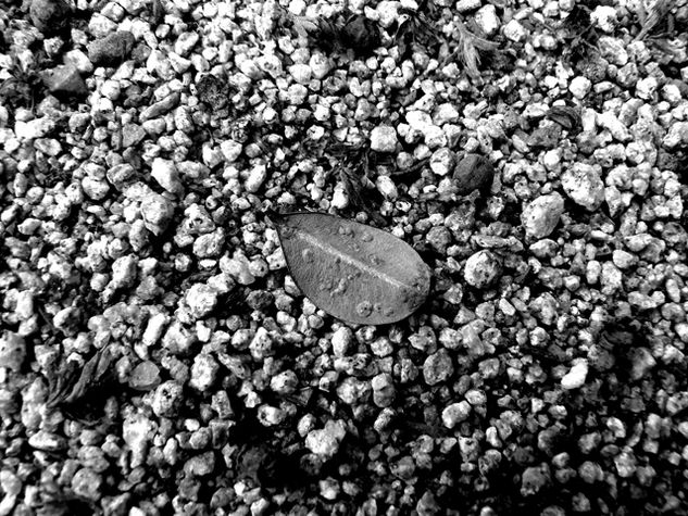 Detalle Hoja Naturaleza Blanco y Negro (Digital)