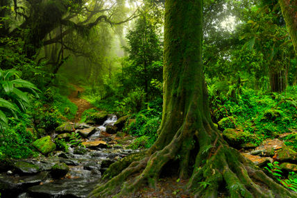Nepal jungle