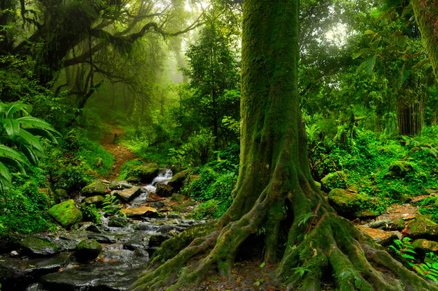 Nepal jungle Nature Color (Digital)