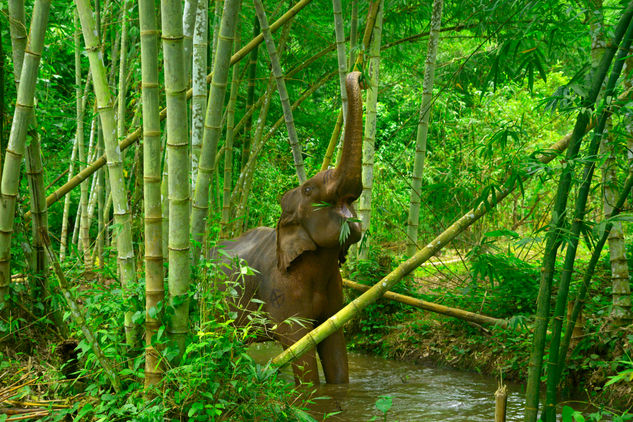 Elephant in the jungle Nature Color (Digital)