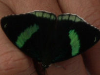 Franjas de Mariposa