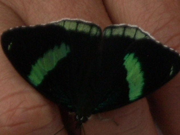 Franjas de Mariposa Naturaleza Color (Química)