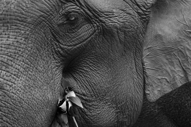 Elephant eating bamboo Travel Black and White (Digital)