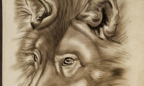 Animales