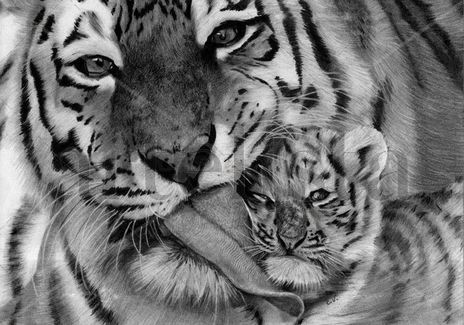 Tigres