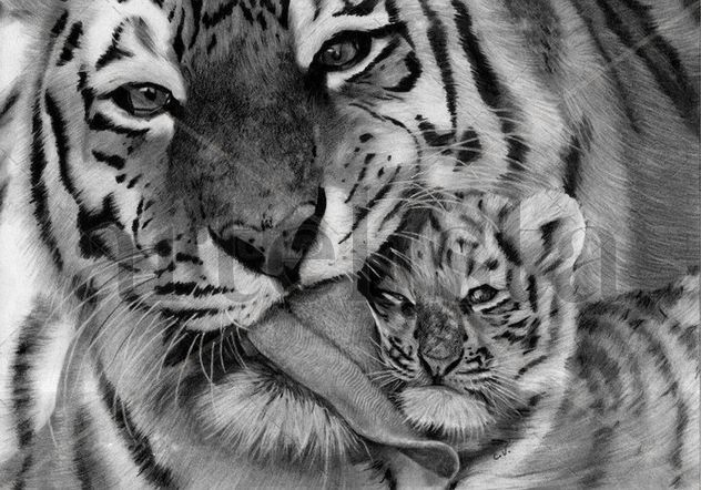 Tigres