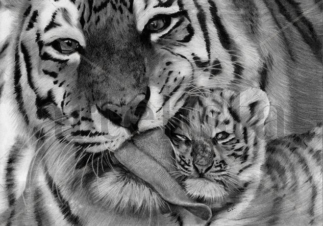 Tigres Charcoal