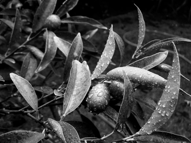 Lluvia Nature Black and White (Digital)