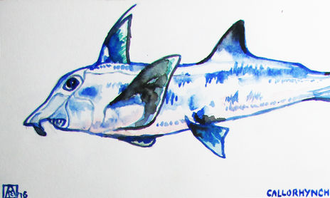 Peces