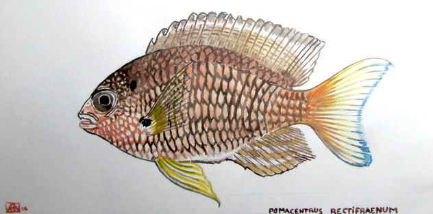 Pomacentrus rectifraenum