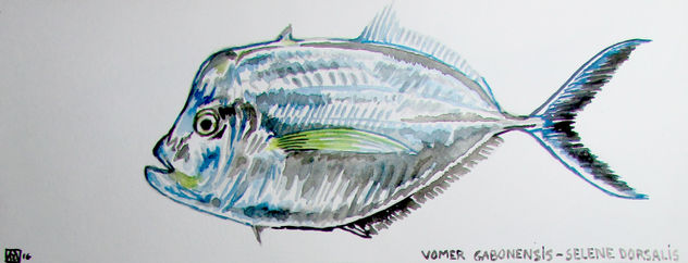 vomer gabonensis-selene dorsalis