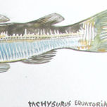 Peces thumbnail 2