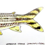 Peces thumbnail 1