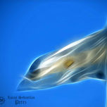 argentina thumbnail 1