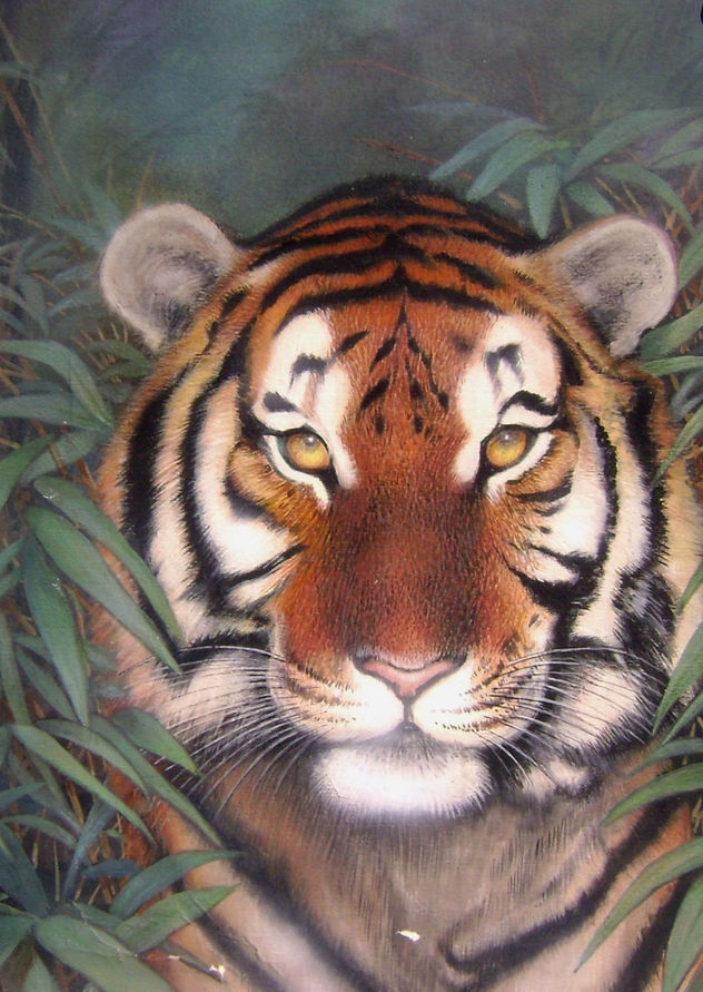 felino05