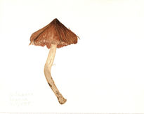 Cortinarius